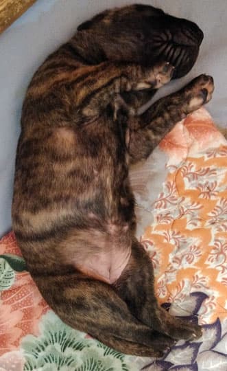 Patina Rebel Jan 2021 Pup 5 B Girl, photo 65
