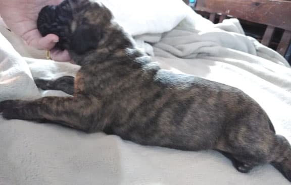 Patina Rebel Jan 2021 Pup 5 B Girl, photo 66