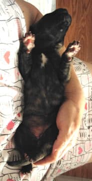Patina Rebel Jan 2021 Pup 5 B Girl, photo 70