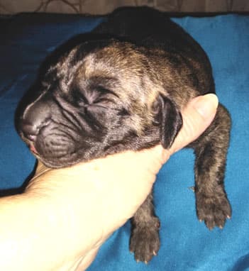 Patina Rebel Jan 2021 Pup 5 B Girl, photo 71