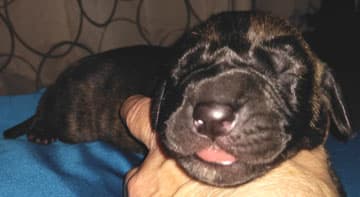 Patina Rebel Jan 2021 Pup 5 B Girl, photo 72