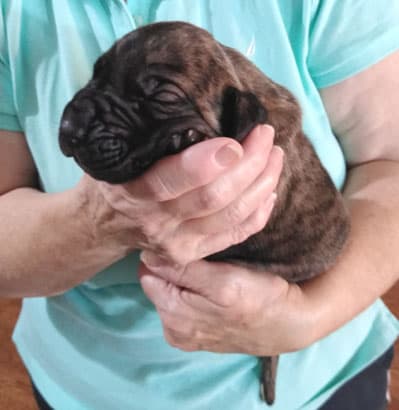 Patina Rebel Jan 2021 Pup 5 B Girl, photo 61