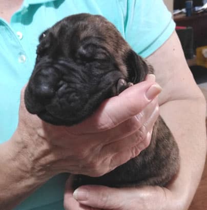 Patina Rebel Jan 2021 Pup 5 B Girl, photo 62