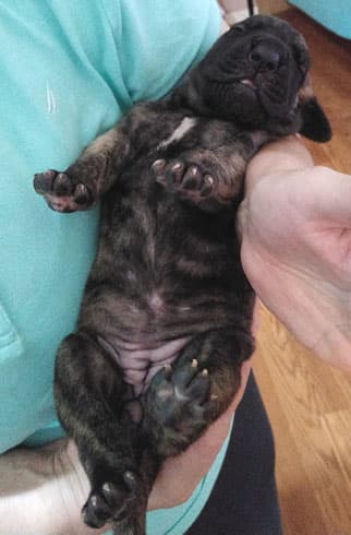 Patina Rebel Jan 2021 Pup 5 B Girl, photo 63