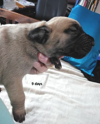 Patina Rebel Jan 2021 Pup 7 F Boy, photo 50