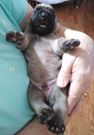 Patina Rebel Jan 2021 Pup 7 F Boy, photo 51