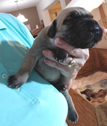 Patina Rebel Jan 2021 Pup 7 F Boy, photo 52