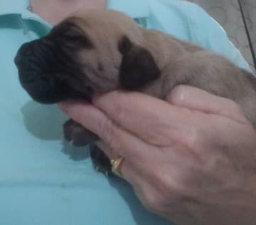 Patina Rebel Jan 2021 Pup 7 F Boy, photo 53