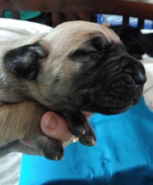 Patina Rebel Jan 2021 Pup 7 F Boy, photo 54