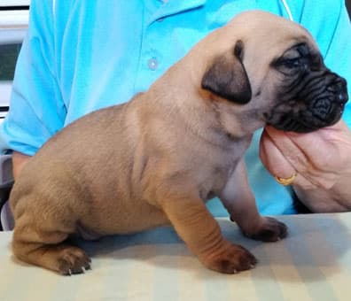 Patina Rebel Jan 2021 Pup 7 F Boy, photo 49