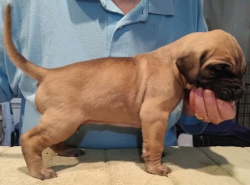 Patina Rebel Jan 2021 Pup 7 F Boy, photo 40
