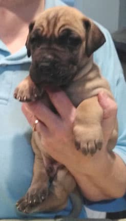 Patina Rebel Jan 2021 Pup 7 F Boy, photo 41