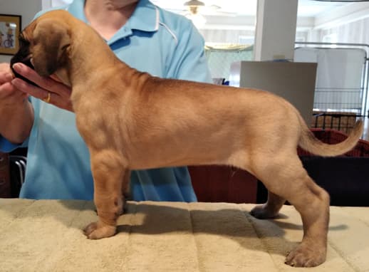 Patina Rebel Jan 2021 Pup 7 F Boy, photo 22