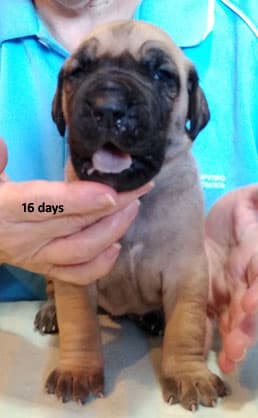 Patina Rebel Jan 2021 Pup 7 F Boy, photo 44