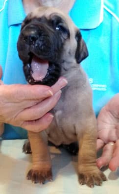 Patina Rebel Jan 2021 Pup 7 F Boy, photo 46