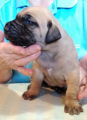 Patina Rebel Jan 2021 Pup 7 F Boy, photo 48