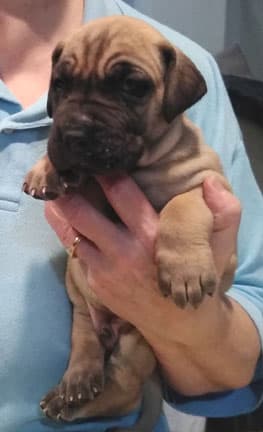 Patina Rebel Jan 2021 Pup 7 F Boy, photo 39