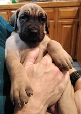 Patina Rebel Jan 2021 Pup 7 F Boy, photo 32