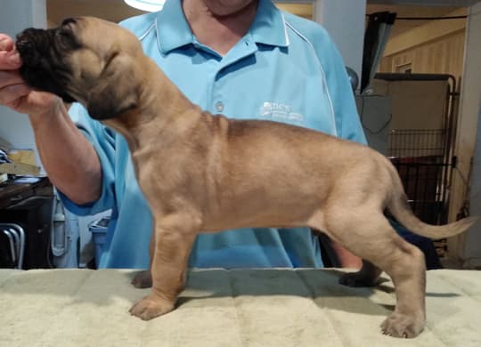 Patina Rebel Jan 2021 Pup 7 F Boy, photo 33