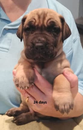 Patina Rebel Jan 2021 Pup 7 F Boy, photo 34