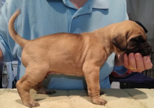 Patina Rebel Jan 2021 Pup 7 F Boy, photo 35