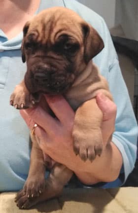 Patina Rebel Jan 2021 Pup 7 F Boy, photo 36