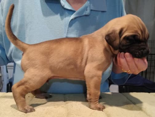 Patina Rebel Jan 2021 Pup 7 F Boy, photo 37