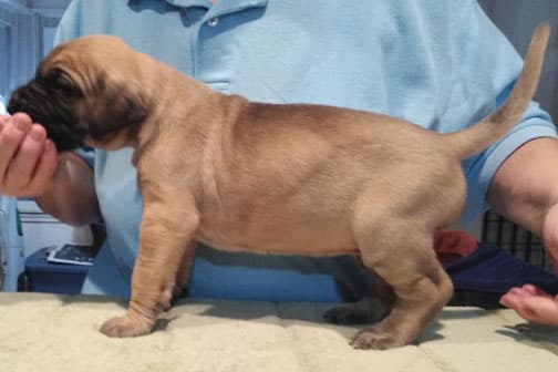 Patina Rebel Jan 2021 Pup 7 F Boy, photo 38