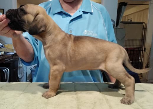 Patina Rebel Jan 2021 Pup 7 F Boy, photo 31