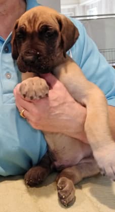 Patina Rebel Jan 2021 Pup 7 F Boy, photo 20