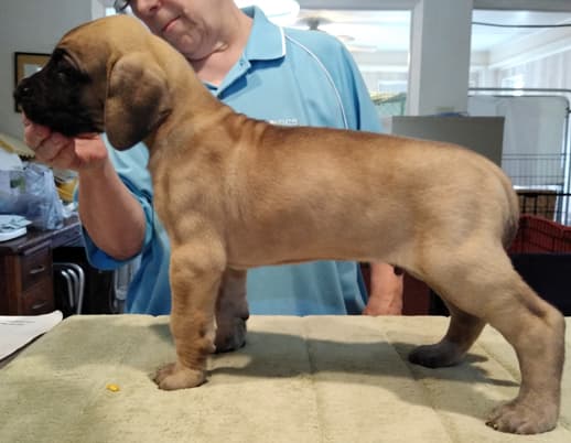 Patina Rebel Jan 2021 Pup 7 F Boy, photo 21
