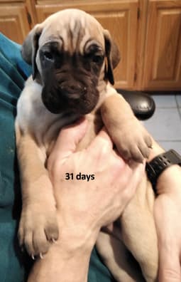 Patina Rebel Jan 2021 Pup 7 F Boy, photo 26