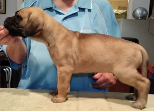 Patina Rebel Jan 2021 Pup 7 F Boy, photo 27