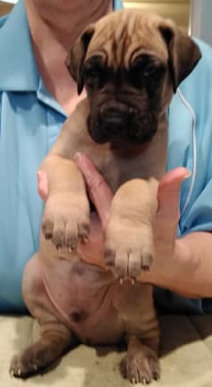 Patina Rebel Jan 2021 Pup 7 F Boy, photo 28