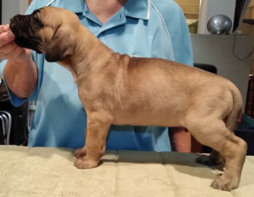 Patina Rebel Jan 2021 Pup 7 F Boy, photo 29