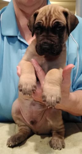 Patina Rebel Jan 2021 Pup 7 F Boy, photo 30