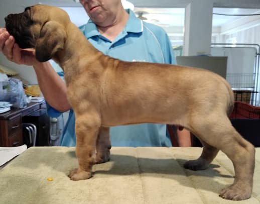 Patina Rebel Jan 2021 Pup 7 F Boy, photo 19