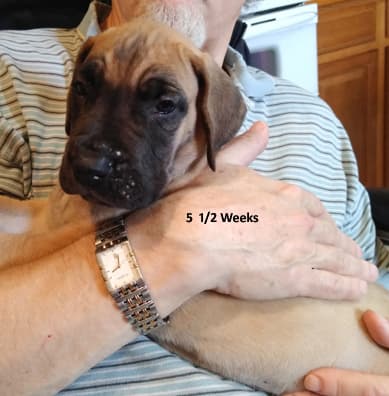 Patina Rebel Jan 2021 Pup 7 F Boy, photo 14