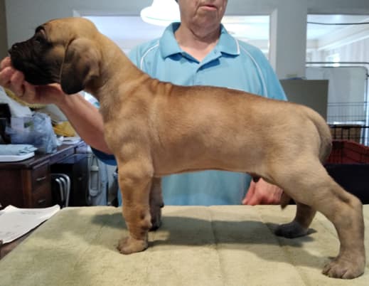 Patina Rebel Jan 2021 Pup 7 F Boy, photo 15