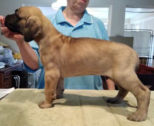 Patina Rebel Jan 2021 Pup 7 F Boy, photo 16
