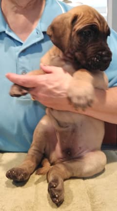 Patina Rebel Jan 2021 Pup 7 F Boy, photo 17