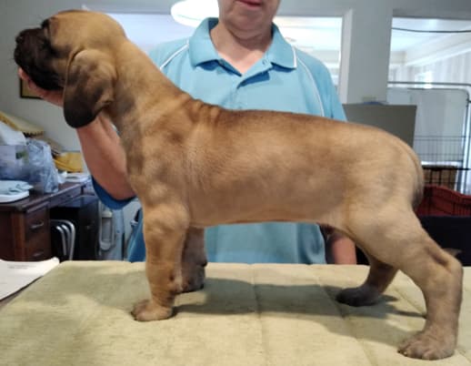 Patina Rebel Jan 2021 Pup 7 F Boy, photo 18
