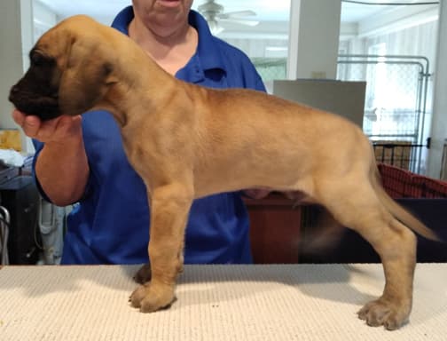 Patina Rebel Jan 2021 Pup 7 F Boy, photo 13