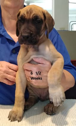 Patina Rebel Jan 2021 Pup 7 F Boy, photo 8