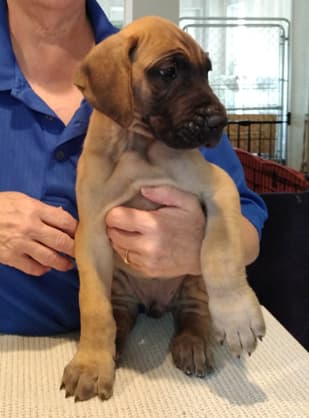 Patina Rebel Jan 2021 Pup 7 F Boy, photo 9