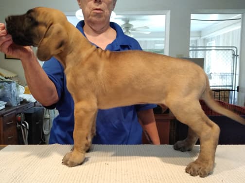 Patina Rebel Jan 2021 Pup 7 F Boy, photo 10