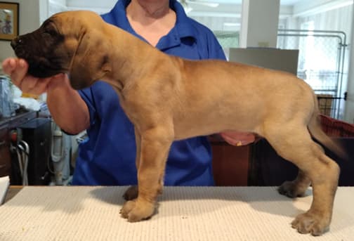 Patina Rebel Jan 2021 Pup 7 F Boy, photo 11