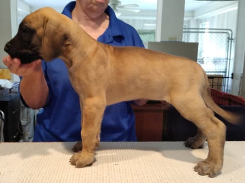 Patina Rebel Jan 2021 Pup 7 F Boy, photo 12