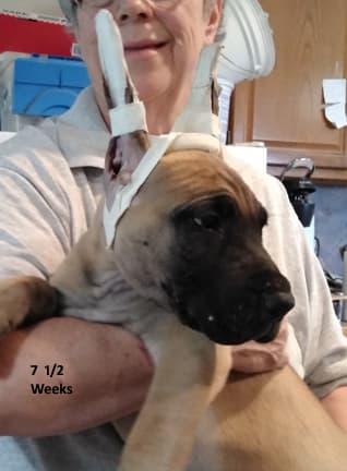Patina Rebel Jan 2021 Pup 7 F Boy, photo 6