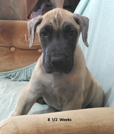 Patina Rebel Jan 2021 Pup 7 F Boy, photo 1